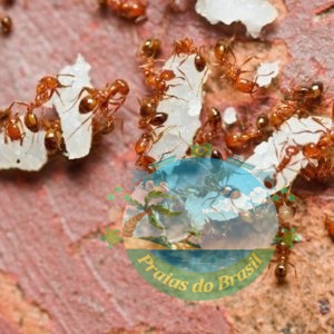 Inseticida Natural/ Biológico para formigas domesticas