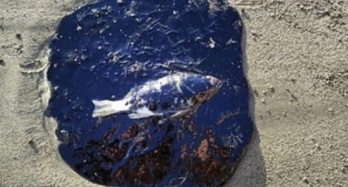 Praias turísticas do Ceará são afetadas por óleo, e animais aparecem mortos