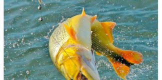 Feromônio atrativo proporciona total sucesso na pescaria esportiva, confira