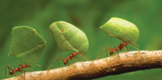 Como controlar Formigas cortadeiras de forma biológica/natural.