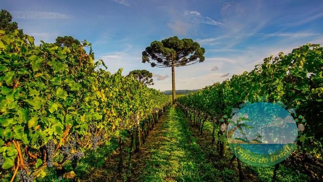 Serra Catarinense: Vinhos para todas as estações!