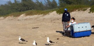 R3 Animal realiza soltura de cinco gaivotas na Praia do Moçambique, em Florianópolis